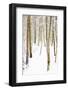 Tree, plant, cold, snow-Nora Frei-Framed Photographic Print