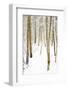 Tree, plant, cold, snow-Nora Frei-Framed Photographic Print