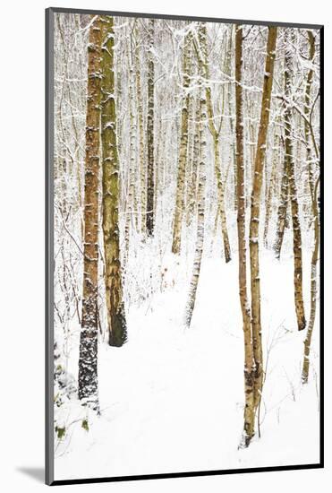 Tree, plant, cold, snow-Nora Frei-Mounted Photographic Print