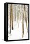 Tree, plant, cold, snow-Nora Frei-Framed Stretched Canvas