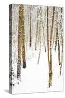 Tree, plant, cold, snow-Nora Frei-Stretched Canvas