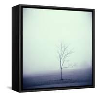 Tree Portrait, Discovery Park-Kevin Cruff-Framed Stretched Canvas