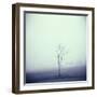 Tree Portrait, Discovery Park-Kevin Cruff-Framed Photographic Print