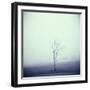 Tree Portrait, Discovery Park-Kevin Cruff-Framed Photographic Print