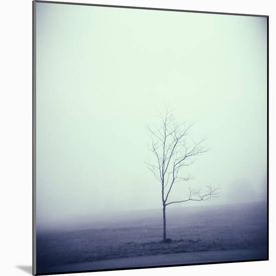 Tree Portrait, Discovery Park-Kevin Cruff-Mounted Photographic Print