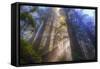 Tree Power, California Coast-Vincent James-Framed Stretched Canvas