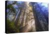 Tree Power, California Coast-Vincent James-Stretched Canvas