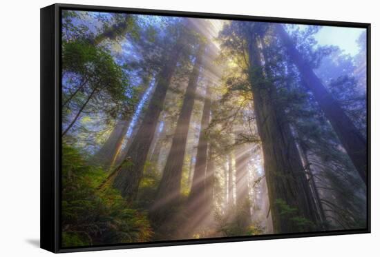 Tree Power, California Coast-Vincent James-Framed Stretched Canvas