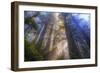 Tree Power, California Coast-Vincent James-Framed Premium Photographic Print