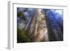 Tree Power, California Coast-Vincent James-Framed Premium Photographic Print