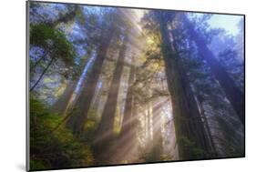 Tree Power, California Coast-Vincent James-Mounted Premium Photographic Print