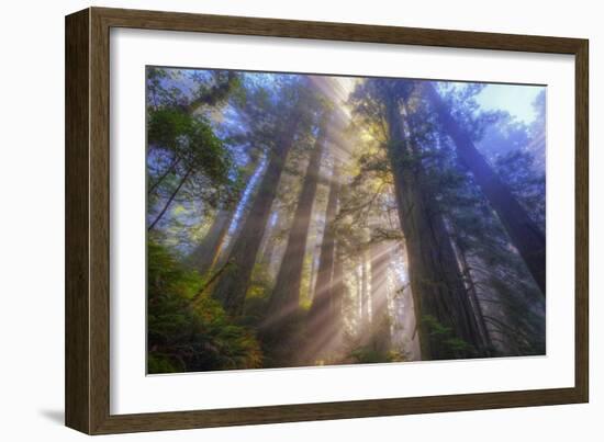 Tree Power, California Coast-Vincent James-Framed Photographic Print