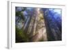 Tree Power, California Coast-Vincent James-Framed Photographic Print