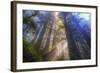 Tree Power, California Coast-Vincent James-Framed Photographic Print