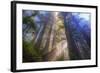 Tree Power, California Coast-Vincent James-Framed Photographic Print