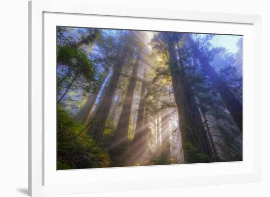 Tree Power, California Coast-Vincent James-Framed Photographic Print