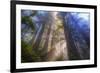 Tree Power, California Coast-Vincent James-Framed Photographic Print