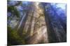 Tree Power, California Coast-Vincent James-Mounted Photographic Print