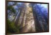 Tree Power, California Coast-Vincent James-Framed Photographic Print