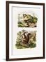 Tree Rat, 1833-39-null-Framed Giclee Print