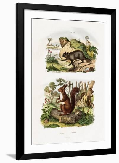 Tree Rat, 1833-39-null-Framed Giclee Print