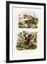 Tree Rat, 1833-39-null-Framed Giclee Print