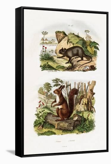 Tree Rat, 1833-39-null-Framed Stretched Canvas