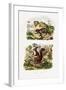 Tree Rat, 1833-39-null-Framed Giclee Print