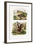 Tree Rat, 1833-39-null-Framed Giclee Print