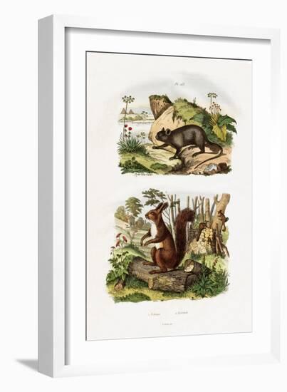 Tree Rat, 1833-39-null-Framed Giclee Print