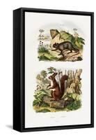 Tree Rat, 1833-39-null-Framed Stretched Canvas