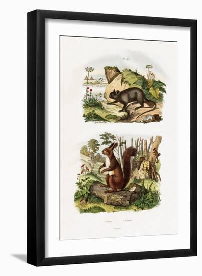Tree Rat, 1833-39-null-Framed Premium Giclee Print