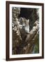 Tree Rat (Desmarest's Hutia), Cuba, West Indies, Caribbean, Central America-Rolf-Framed Photographic Print