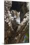 Tree Rat (Desmarest's Hutia), Cuba, West Indies, Caribbean, Central America-Rolf-Mounted Photographic Print