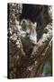 Tree Rat (Desmarest's Hutia), Cuba, West Indies, Caribbean, Central America-Rolf-Stretched Canvas