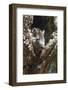 Tree Rat (Desmarest's Hutia), Cuba, West Indies, Caribbean, Central America-Rolf-Framed Photographic Print