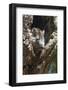 Tree Rat (Desmarest's Hutia), Cuba, West Indies, Caribbean, Central America-Rolf-Framed Photographic Print