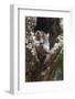 Tree Rat (Desmarest's Hutia), Cuba, West Indies, Caribbean, Central America-Rolf-Framed Photographic Print