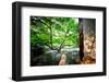 Tree Reaching Out into One of the Many Lakes in a Park at West Lake, Hangzhou, Zhejiang-Andreas Brandl-Framed Photographic Print