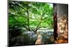 Tree Reaching Out into One of the Many Lakes in a Park at West Lake, Hangzhou, Zhejiang-Andreas Brandl-Mounted Photographic Print