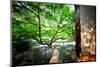 Tree Reaching Out into One of the Many Lakes in a Park at West Lake, Hangzhou, Zhejiang-Andreas Brandl-Mounted Premium Photographic Print