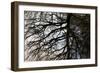 Tree Reflected in Water-Mark Sunderland-Framed Photographic Print