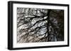 Tree Reflected in Water-Mark Sunderland-Framed Photographic Print