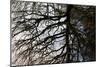 Tree Reflected in Water-Mark Sunderland-Mounted Photographic Print