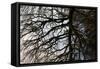 Tree Reflected in Water-Mark Sunderland-Framed Stretched Canvas