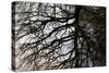 Tree Reflected in Water-Mark Sunderland-Stretched Canvas