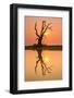 Tree reflecting in Taung Tha Man Lake near U-Bein bridge at sunset, Amarapura, Mandalay, Myanmar-Jan Miracky-Framed Photographic Print