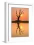 Tree reflecting in Taung Tha Man Lake near U-Bein bridge at sunset, Amarapura, Mandalay, Myanmar-Jan Miracky-Framed Photographic Print