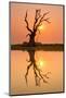 Tree reflecting in Taung Tha Man Lake near U-Bein bridge at sunset, Amarapura, Mandalay, Myanmar-Jan Miracky-Mounted Photographic Print