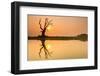 Tree reflecting in Taung Tha Man Lake near U-Bein bridge at sunset, Amarapura, Mandalay, Myanmar-Jan Miracky-Framed Photographic Print